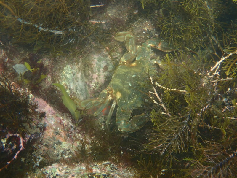 海藻に隠れるワタリガニ